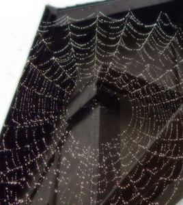 Spider web